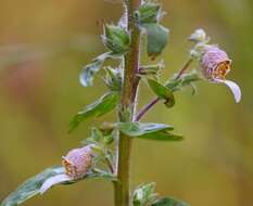 Image of Grecian foxglove