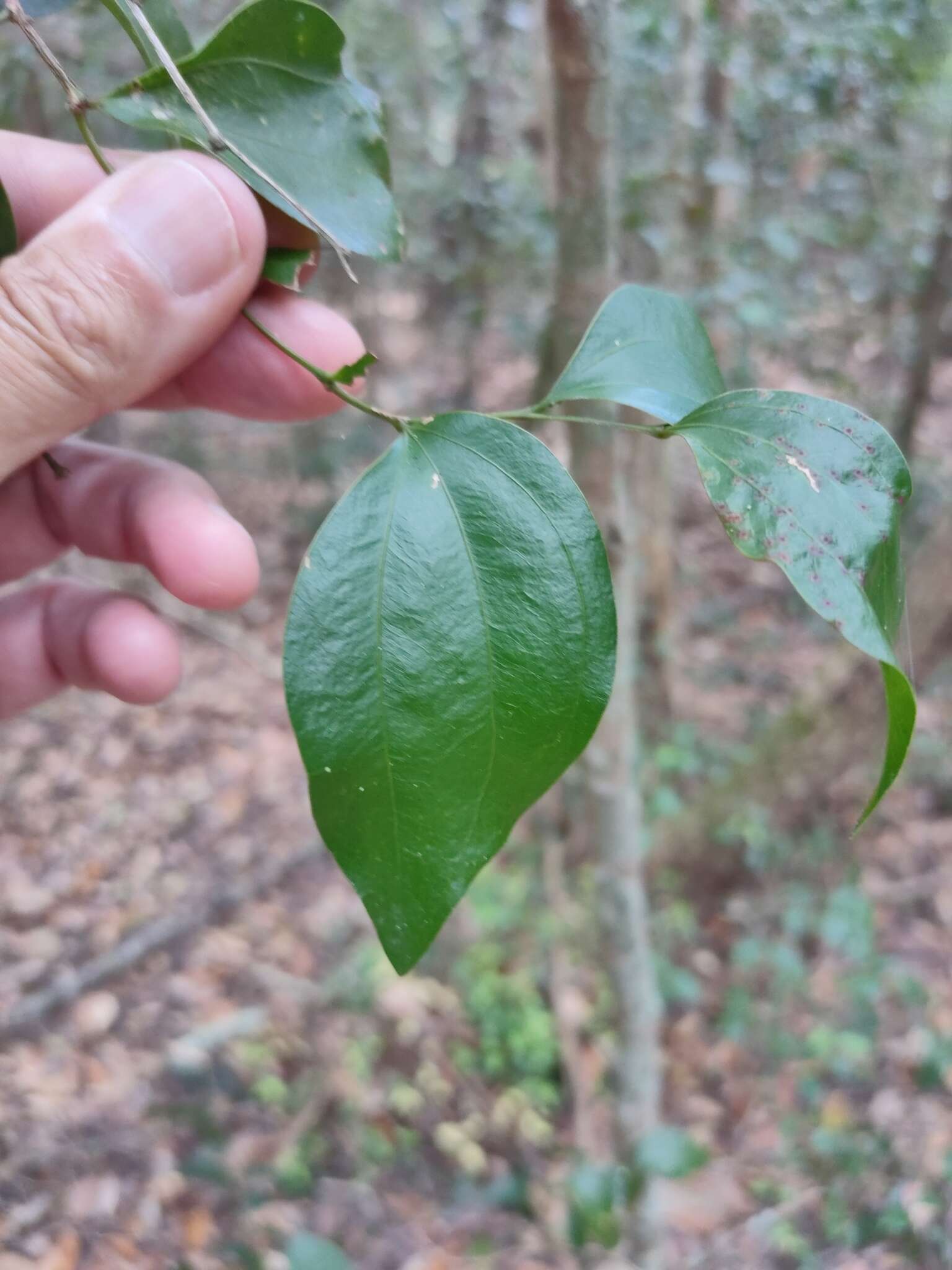 Слика од Acacia bakeri Maiden