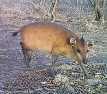 Слика од Cephalophus rufilatus Gray 1846