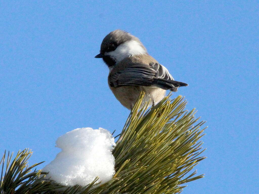 Image of Grey-headed Chickadee