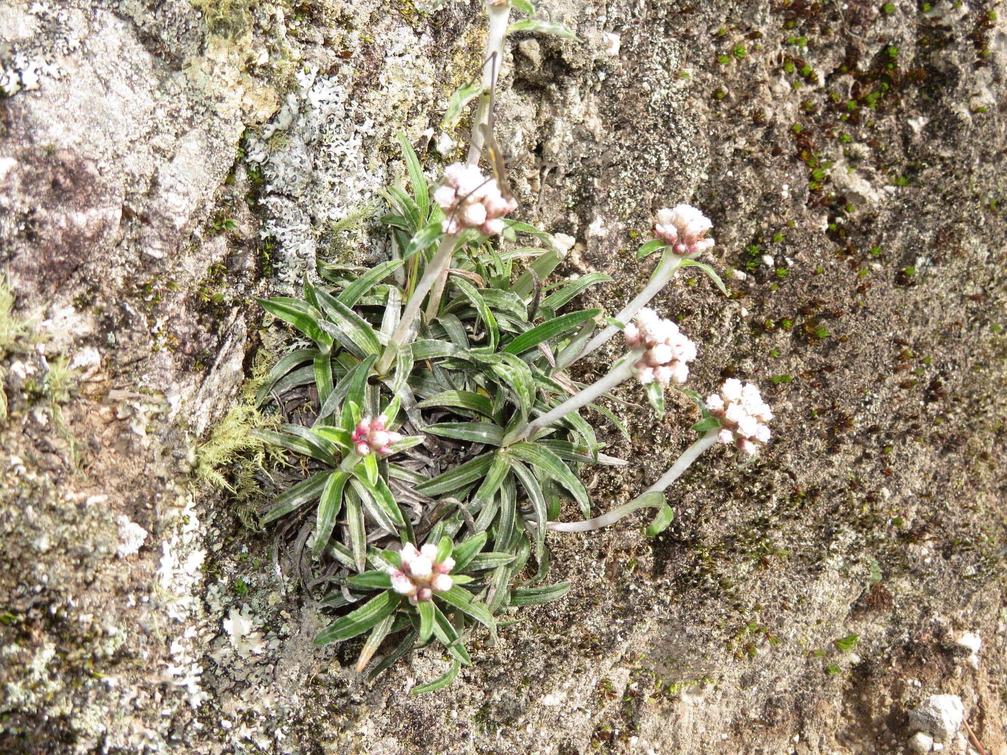 Image of Quasiantennaria linearifolia (Wedd.) R. J. Bayer & M. O. Dillon