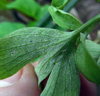 Image of Peronospora corydalis