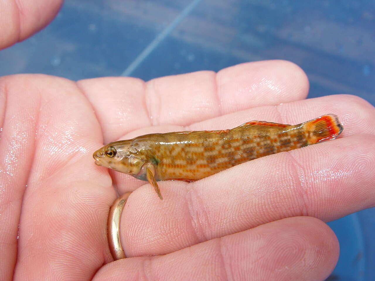 Image of Redline Darter