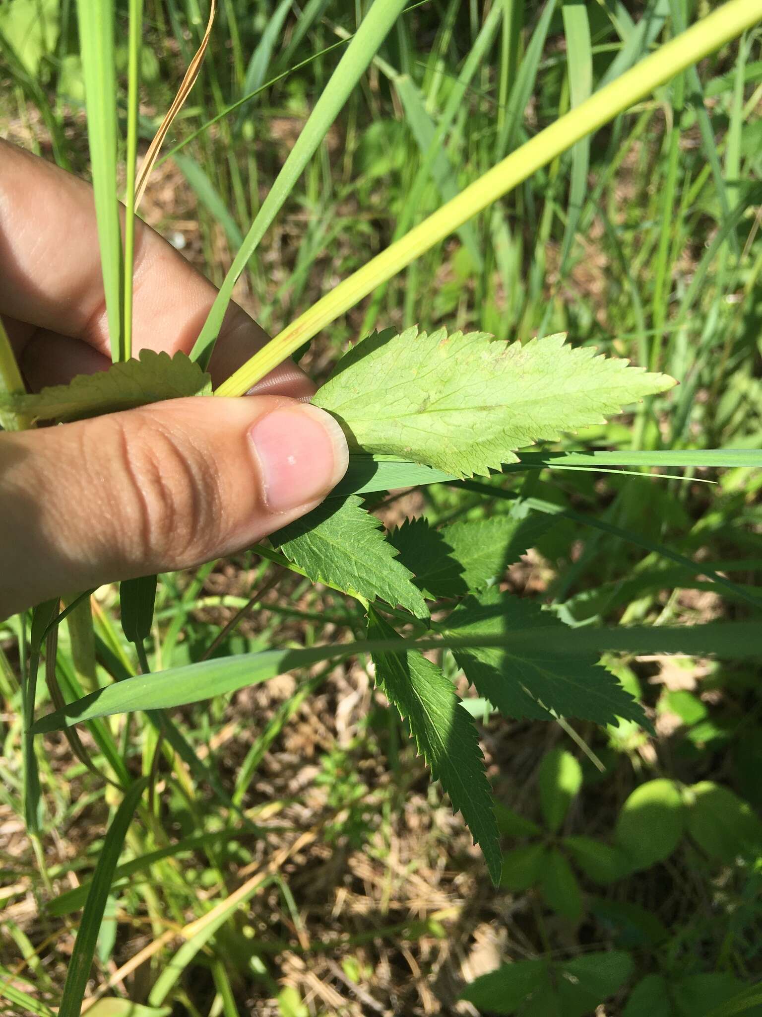 Image of Phytomyza ziziae Eiseman & Lonsdale 2018