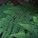 Imagem de Dryopteris guanchica Gibby & Jermy