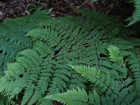 Image de Dryopteris guanchica Gibby & Jermy