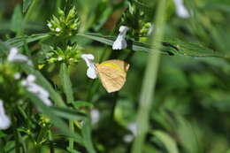 Image of Spotless Grass Yellow