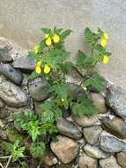 Image of Calceolaria mexicana Benth.