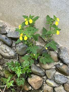 Image of Calceolaria mexicana Benth.