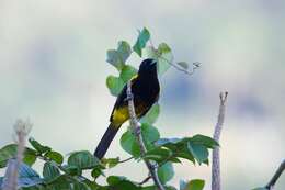 Image of Puerto Rican Oriole