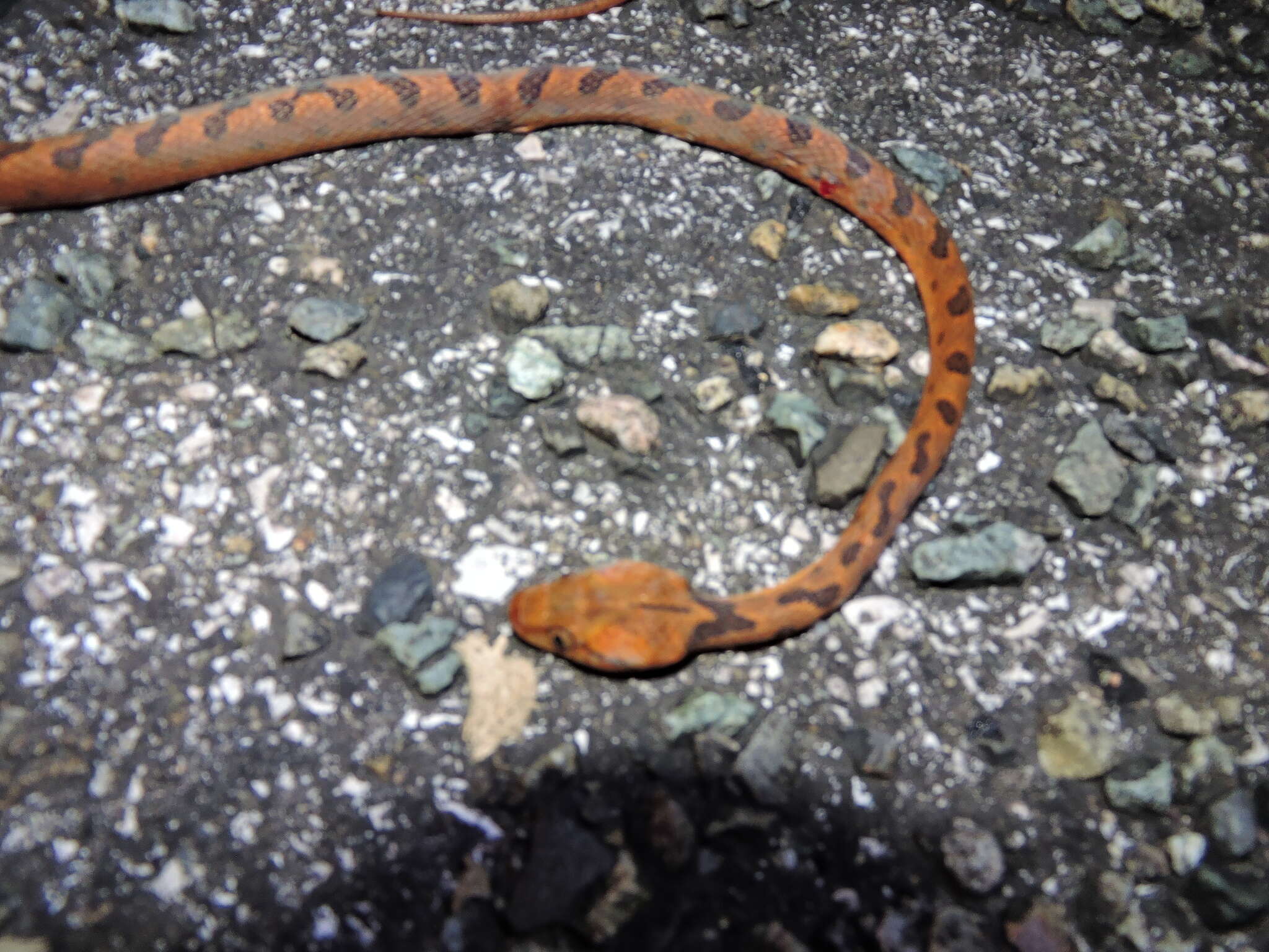 Sivun Leptodeira polysticta Günther 1885 kuva