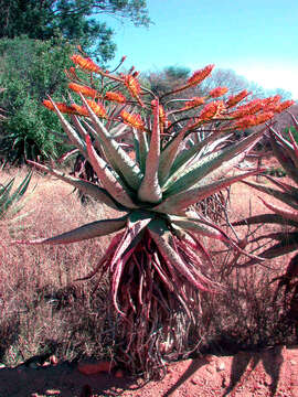 Image of Aloe marlothii subsp. marlothii