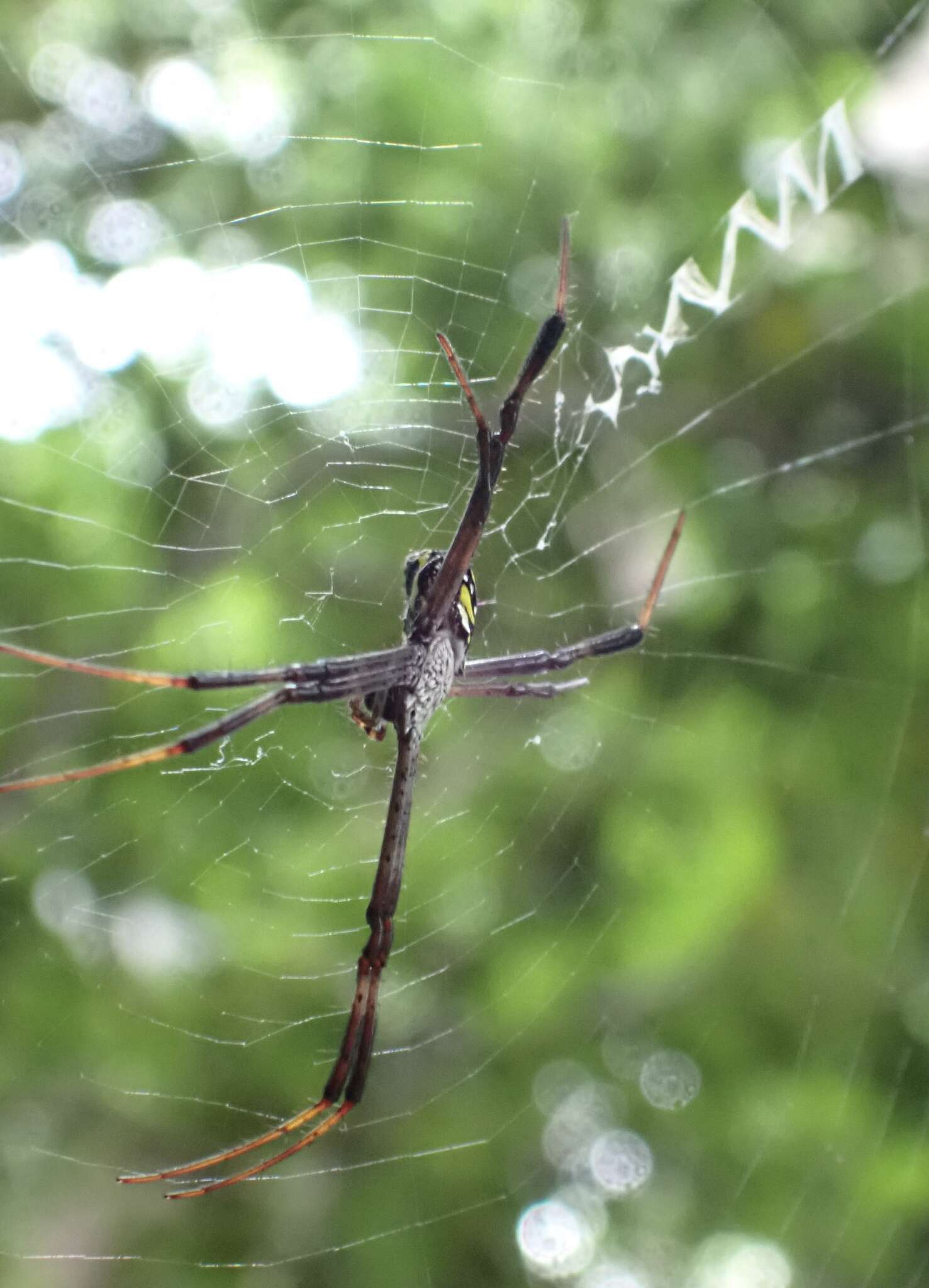 Imagem de Argiope halmaherensis Strand 1907