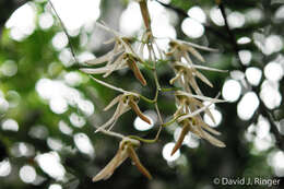 Dendrobium fractiflexum Finet的圖片