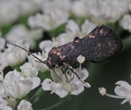 Image of Phaulernis