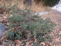 Image of forage kochia