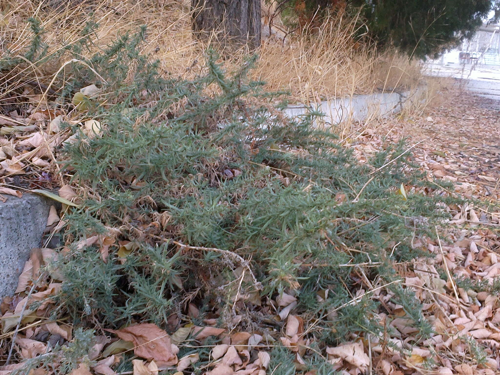 Image of forage kochia