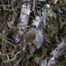 Sivun Pachycephala griseonota griseonota Gray & GR 1862 kuva