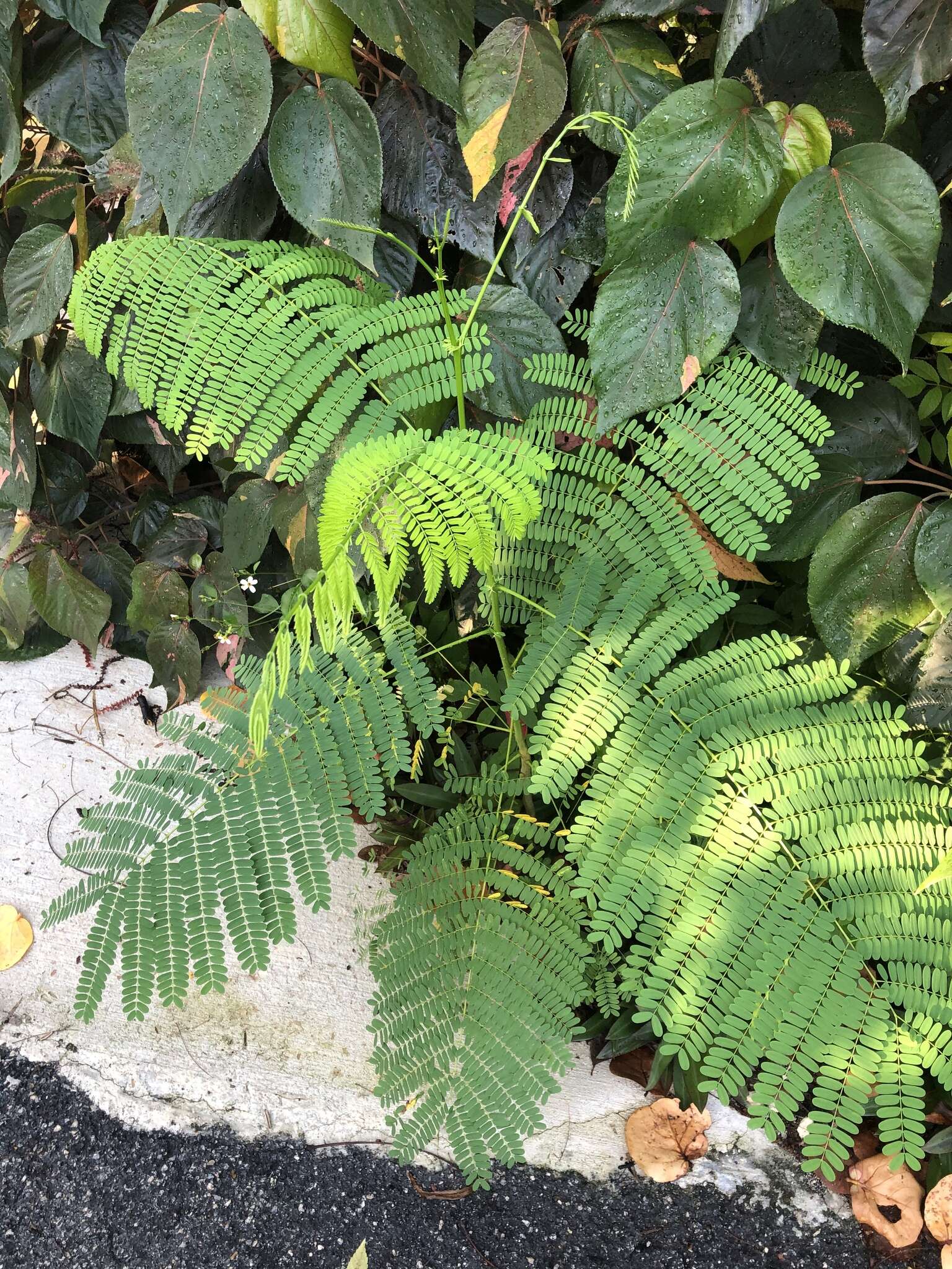 Image de Acalypha wilkesiana Müll. Arg.