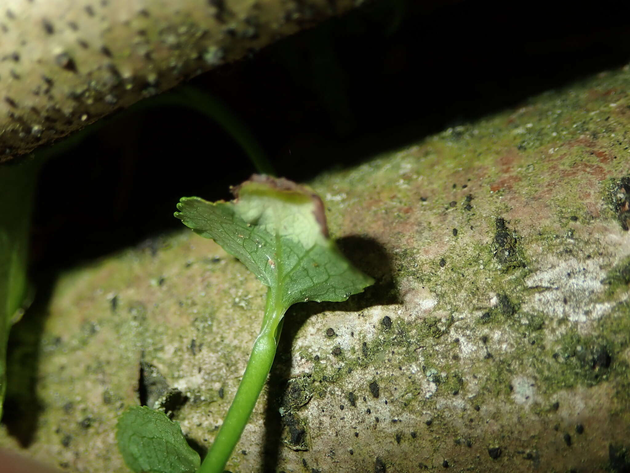 Image of Exobasidium arescens Nannf. 1981