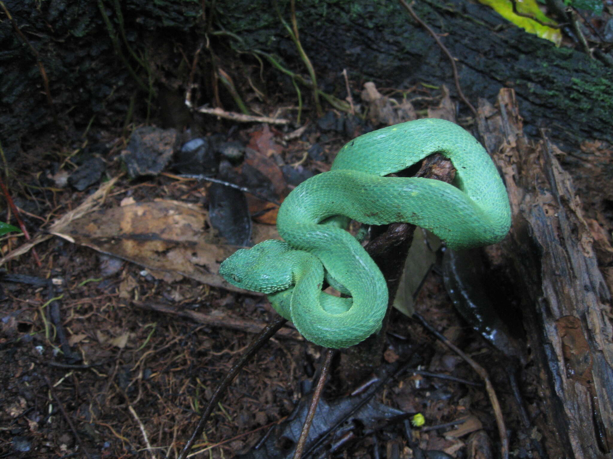 Image of Green Bush Viper