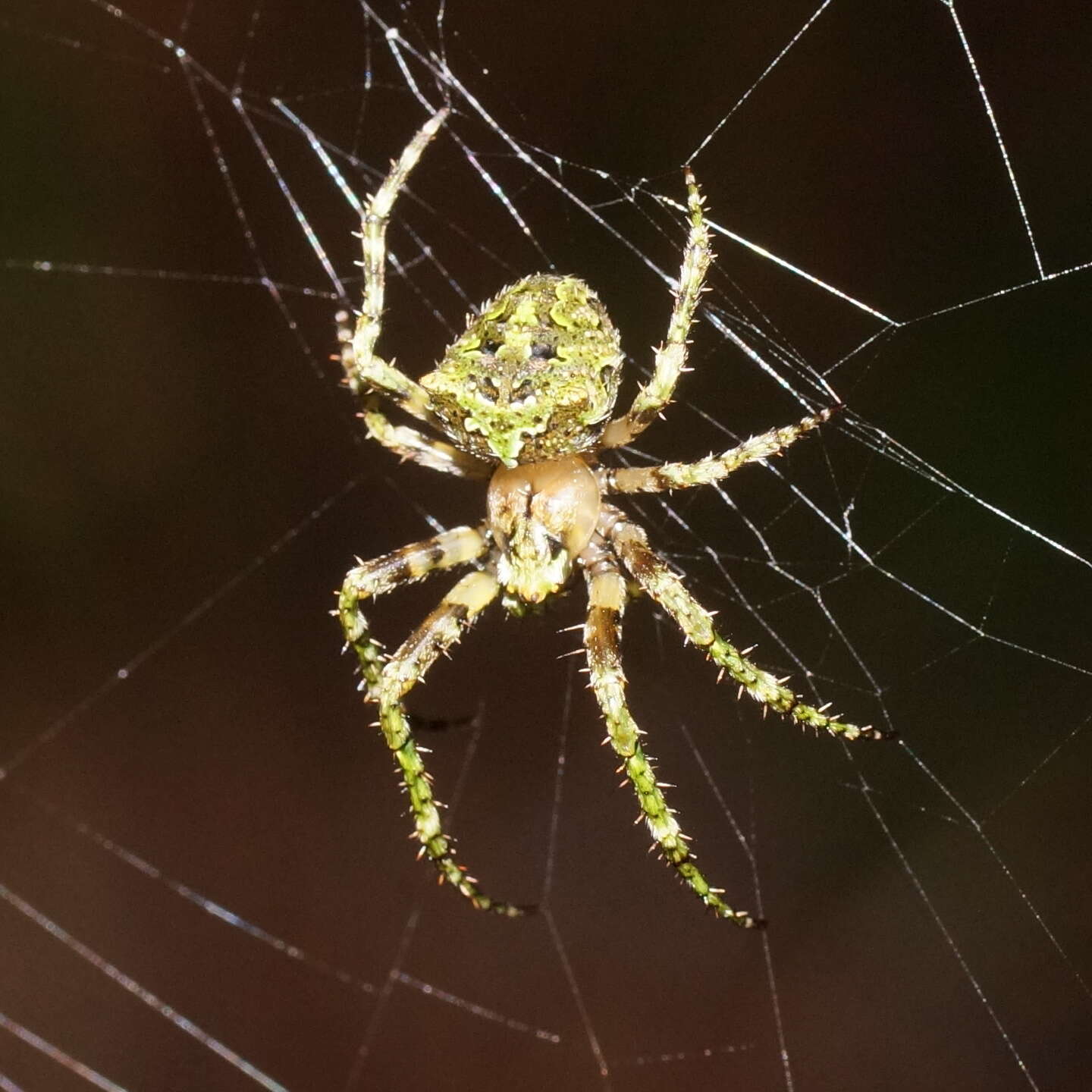 Image of Novaranea courti Framenau 2011