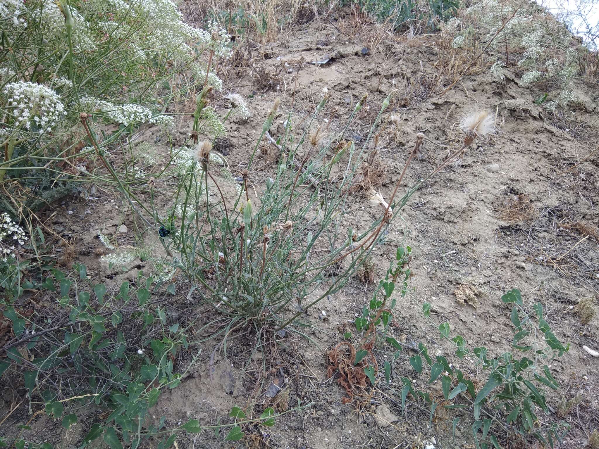 Image of Tragopogon graminifolius DC.