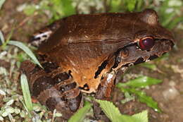 صورة Leptodactylus pentadactylus (Laurenti 1768)