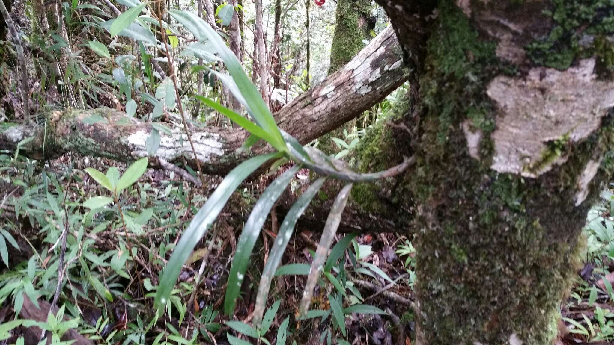 Image of Angraecum viguieri Schltr.