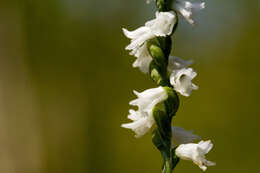 Слика од Spiranthes tuberosa Raf.