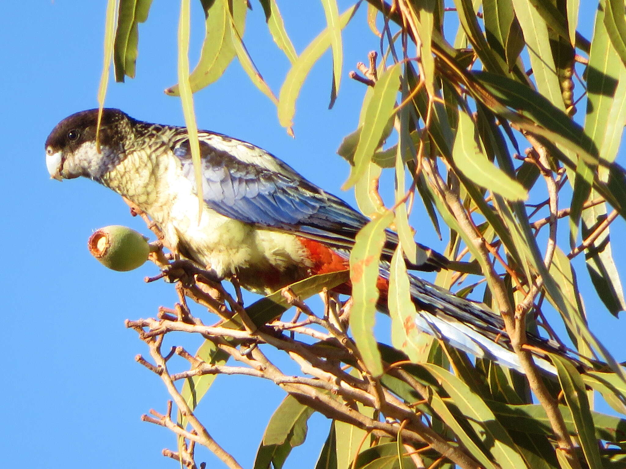 Image of Northern Rosella