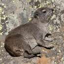 Image of Heterohyrax brucei granti (Wroughton 1910)