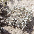 Image of Torrey's milkvetch