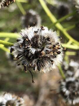 Image of Stirlingia latifolia (R. Br.) Steudel