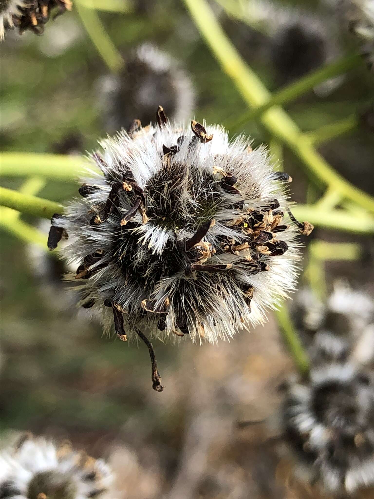 Image of Stirlingia latifolia (R. Br.) Steudel