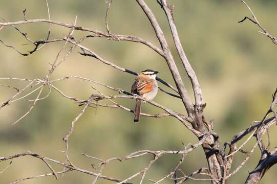 Sivun Tchagra senegalus kalahari (Roberts 1932) kuva