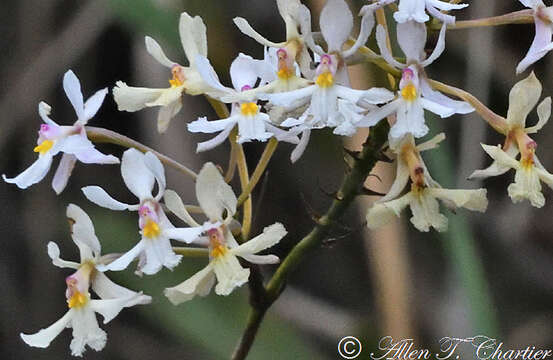 Image of Epidendrum blepharistes Barker ex Lindl.