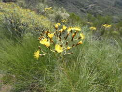 Image of Sonchus leptocephalus Cass.