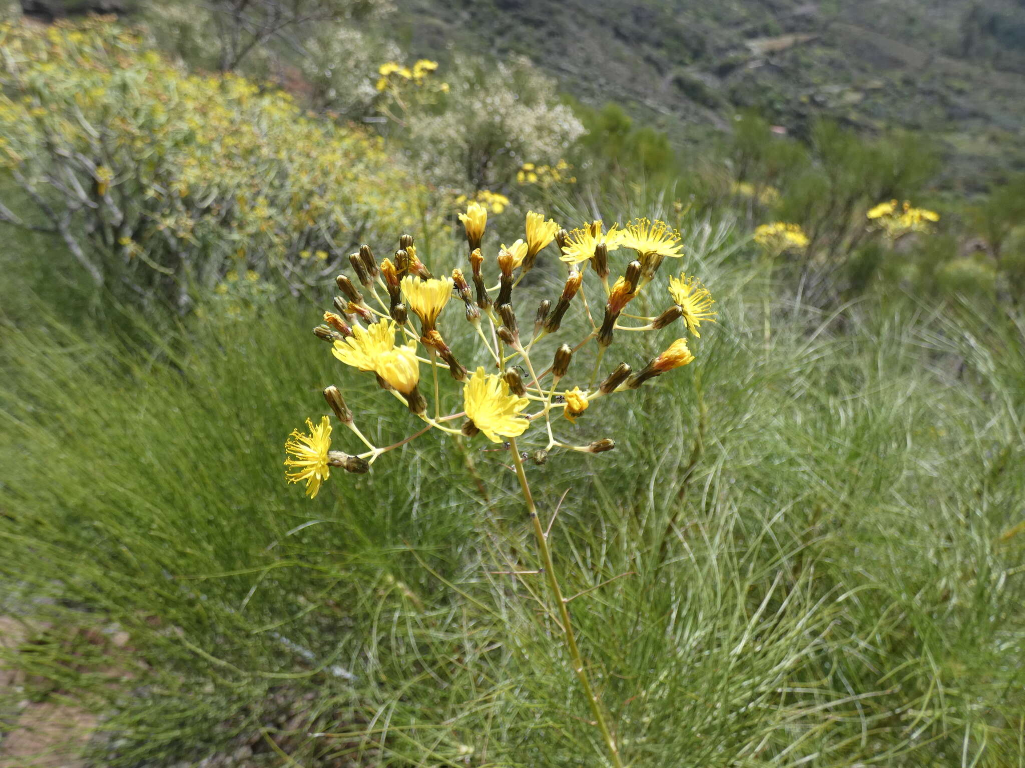 Image de Sonchus leptocephalus Cass.