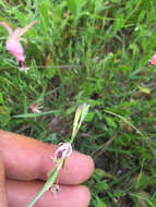 Oenothera suffulta (Engelm.) W. L. Wagner & Hoch resmi