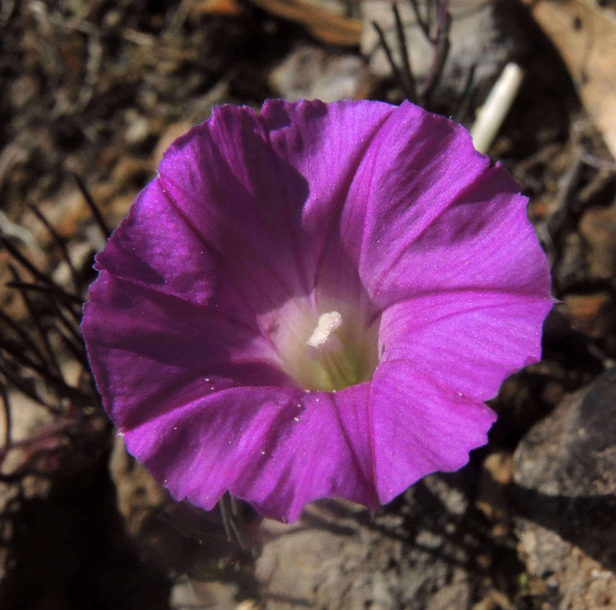 Plancia ëd Ipomoea capillacea (Kunth) G. Don