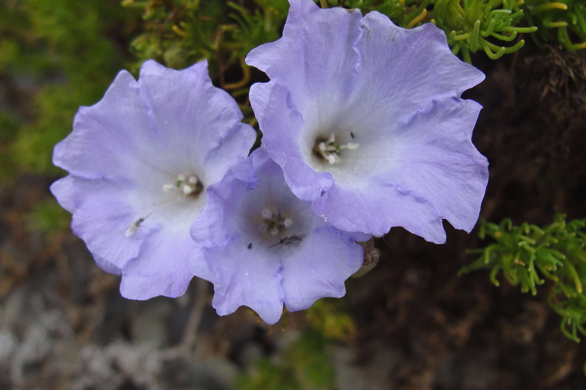 Image de Nolana balsamiflua (Gaud.) Mesa