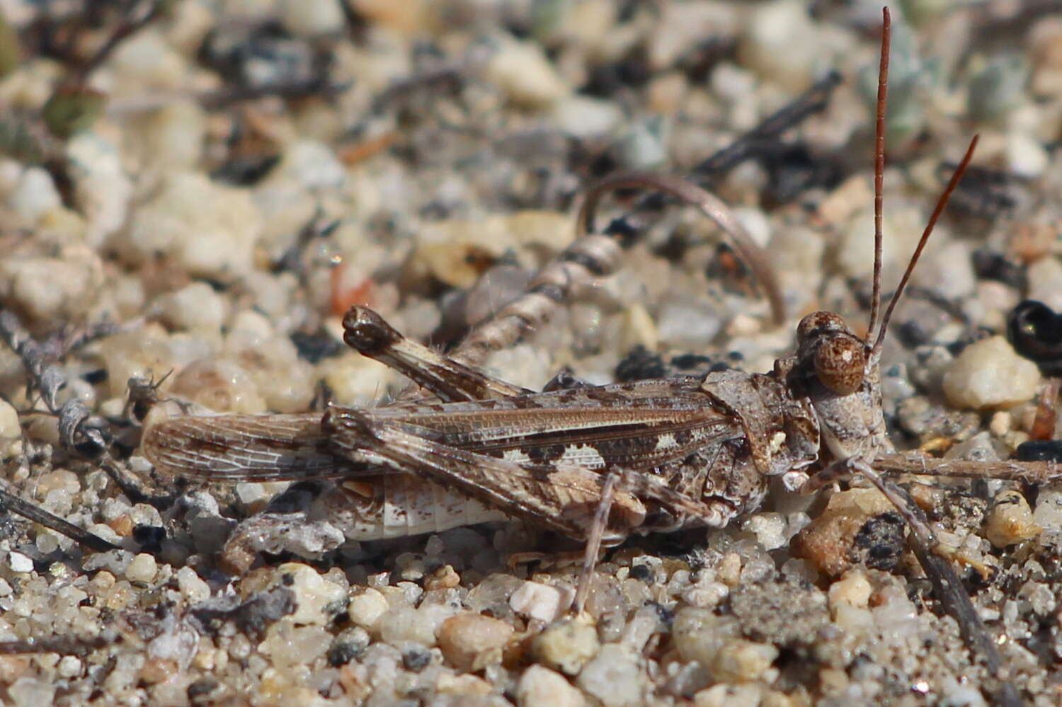 Derotmema saussureanum Scudder & S. H. 1900 resmi