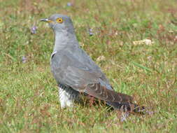 Image of Cuculus Linnaeus 1758