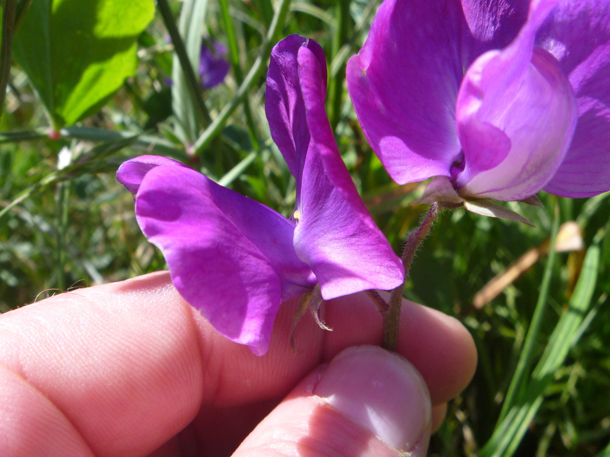 Image of Sweet Pea