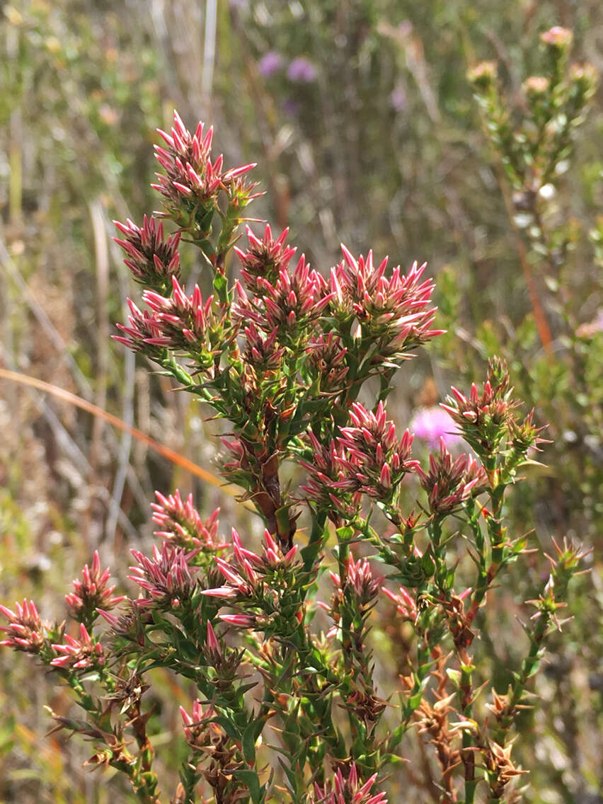 Image of Sprengelia incarnata Sm.