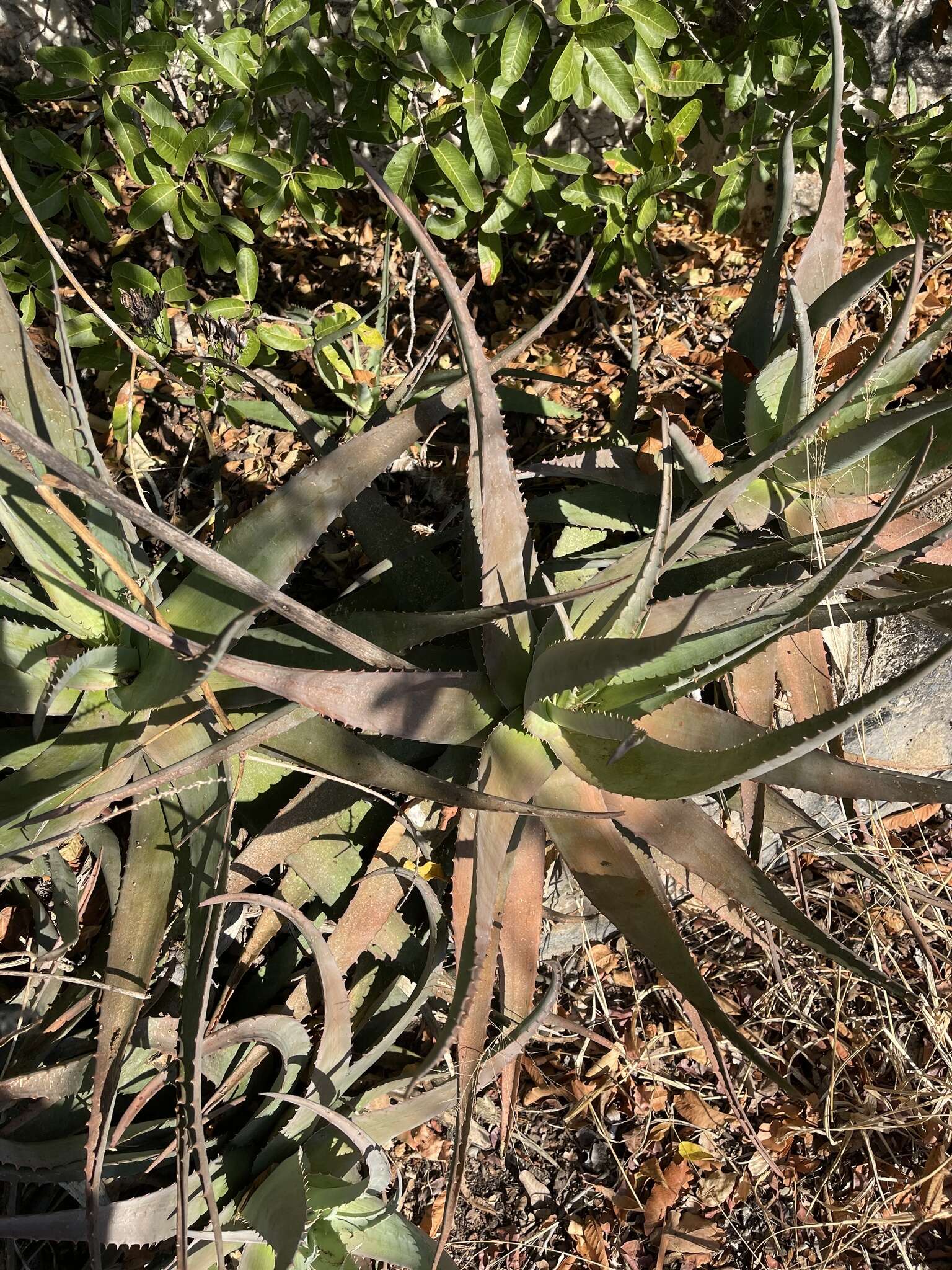 Слика од Aloe chabaudii var. chabaudii