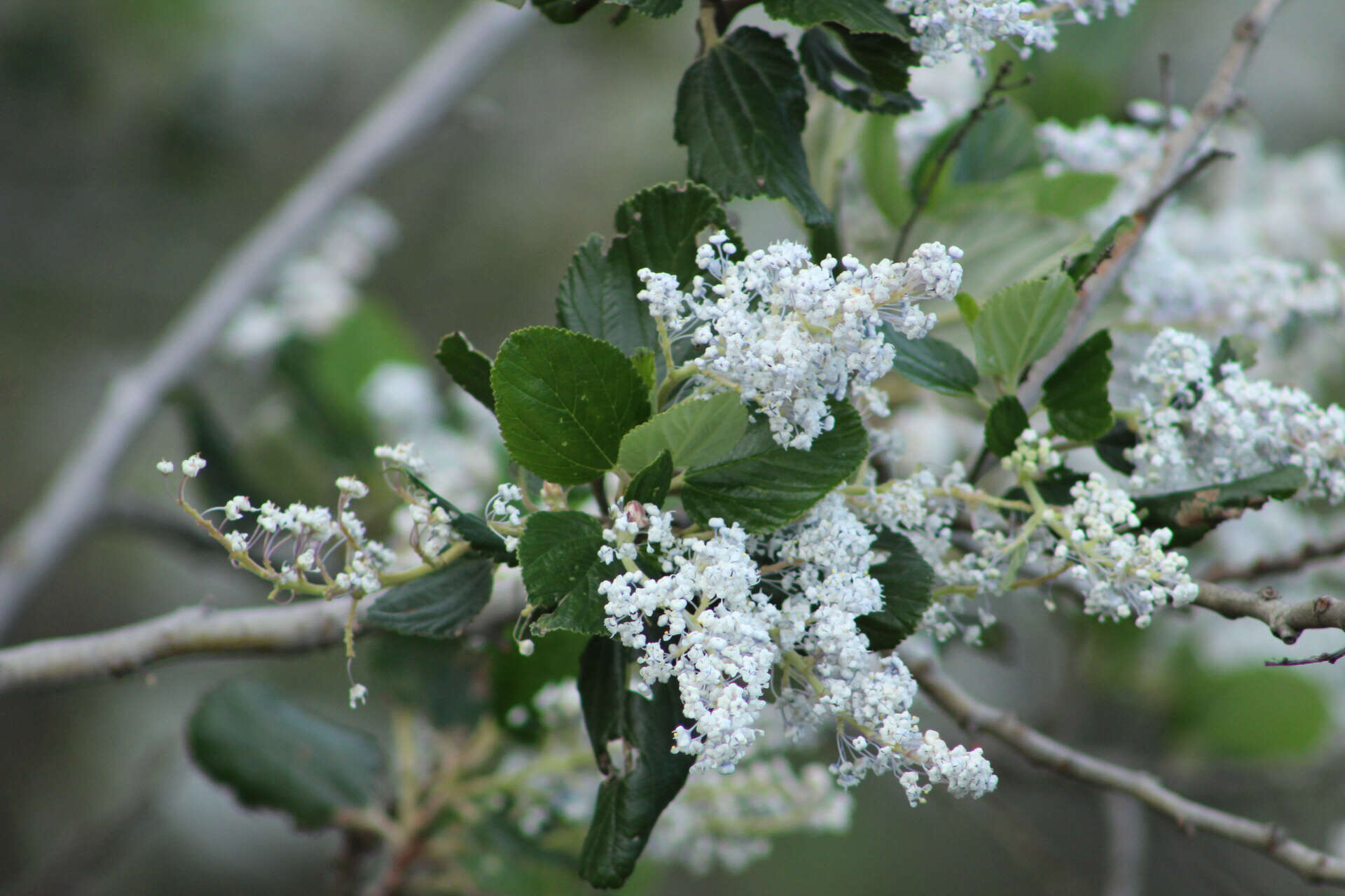 Image de Ceanothus arboreus Greene