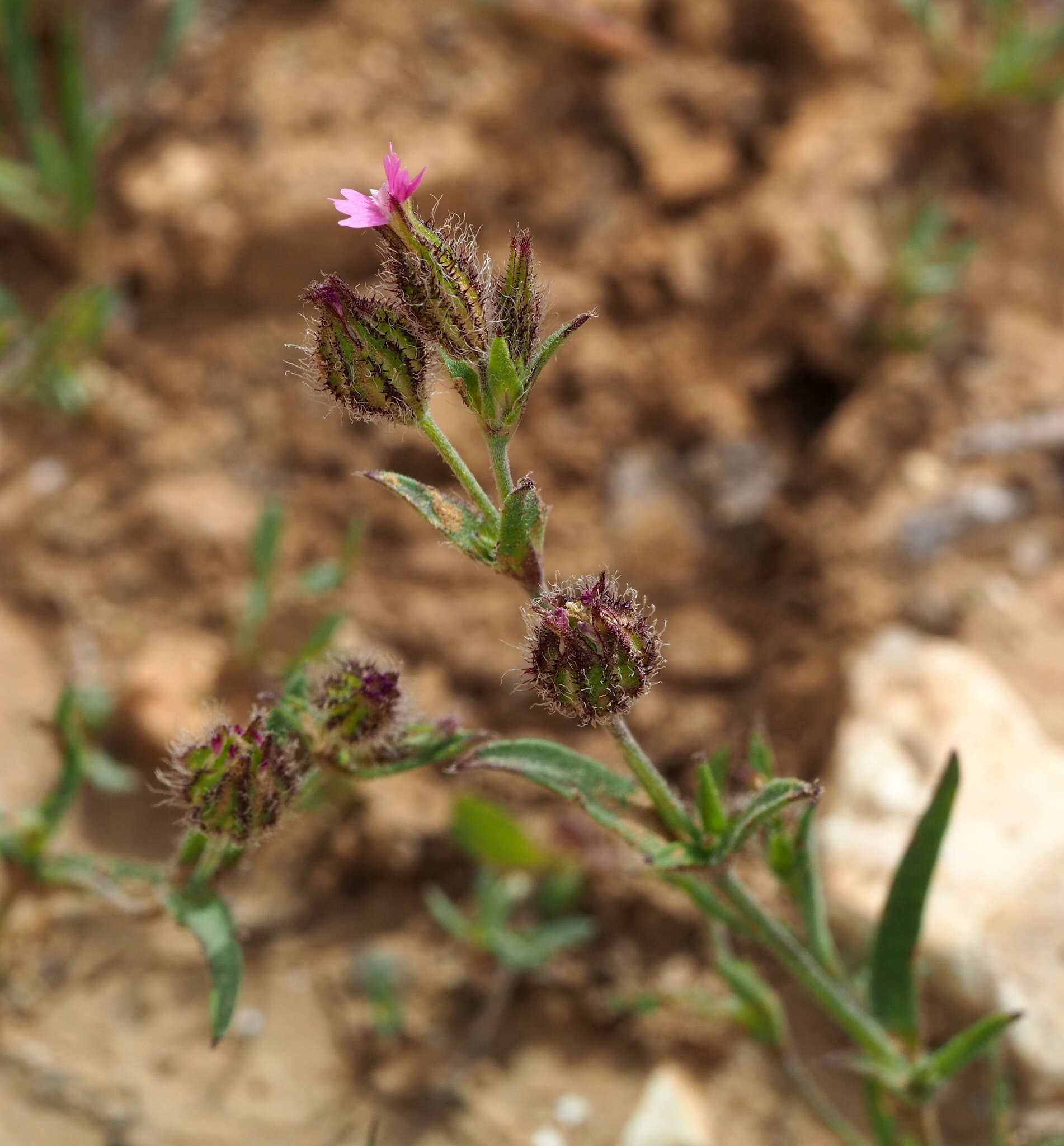 Imagem de Silene alexandrina (Aschers.) Danin