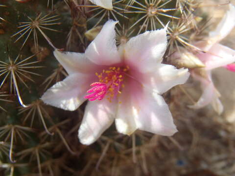 Image of Thornber's Fishhook Cactus